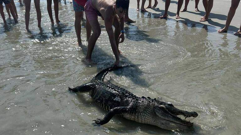 How did this dead alligator end up on a Hilton Head beach? Here’s what local experts think