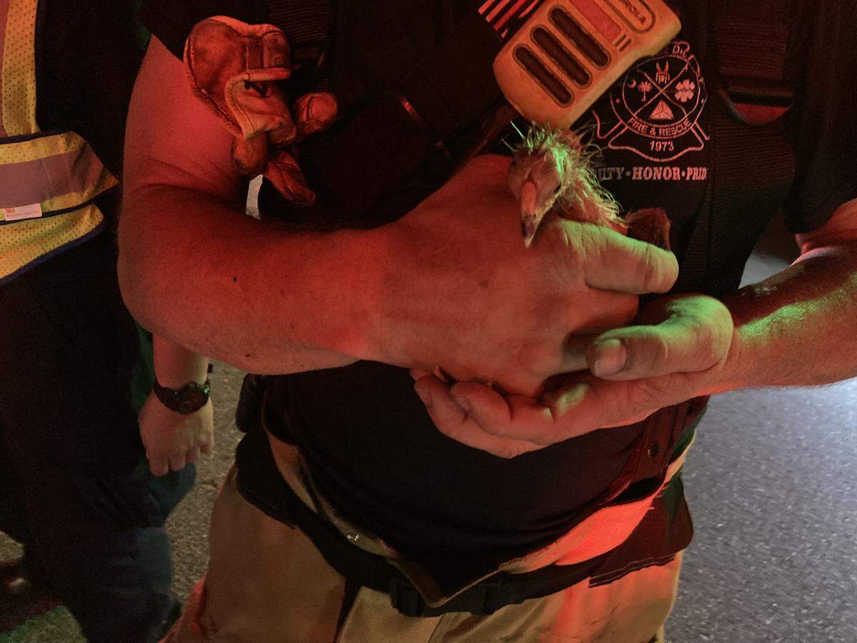 Chickens were among the animals firefighters rescued at fire on Trask Parkway Tuesday.