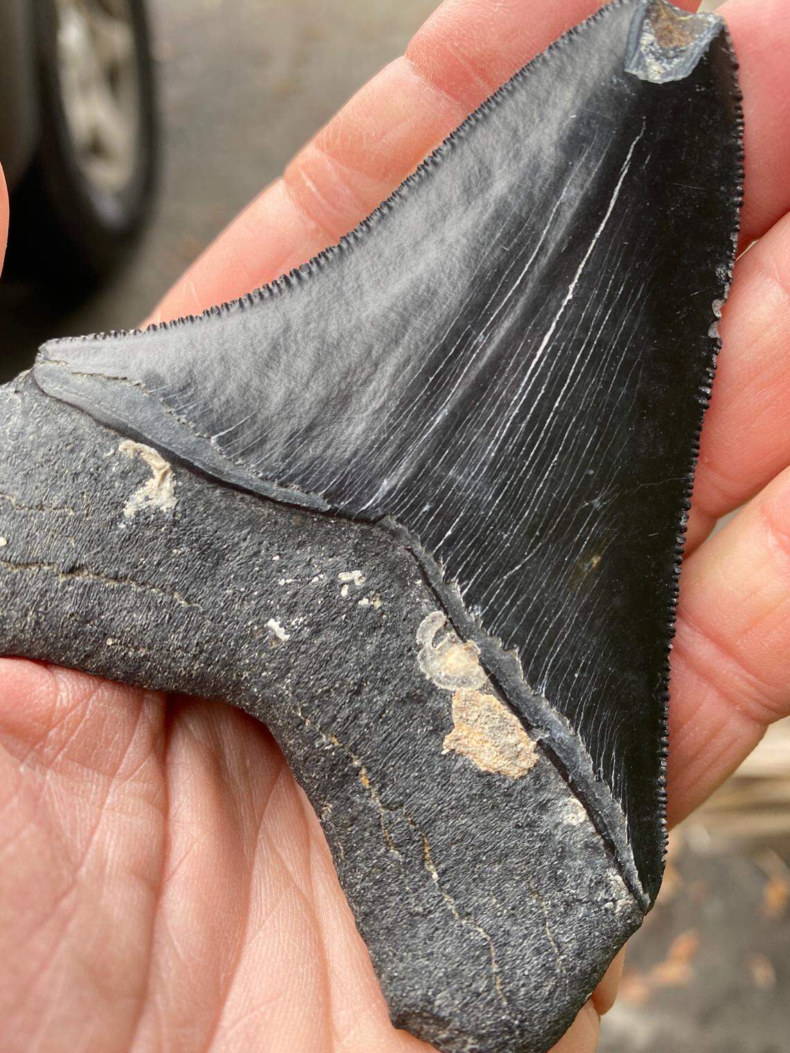 A massive fossilized Megalodon tooth found by Hilton Head fisherman Byron Sewell. He named it The Black Mamba after Kobe Bryant.