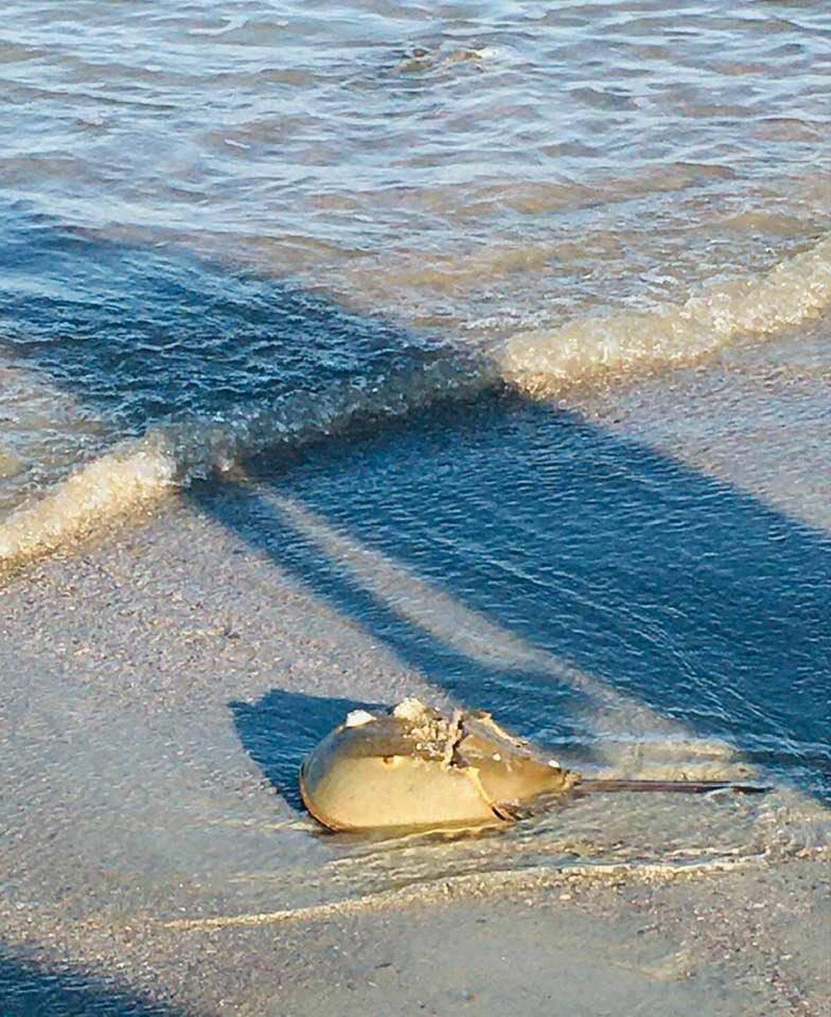 A Horseshoe Crab walks to the ocean after being freed from a bag it was trapped in April 5 on Hilton Head’s beach.