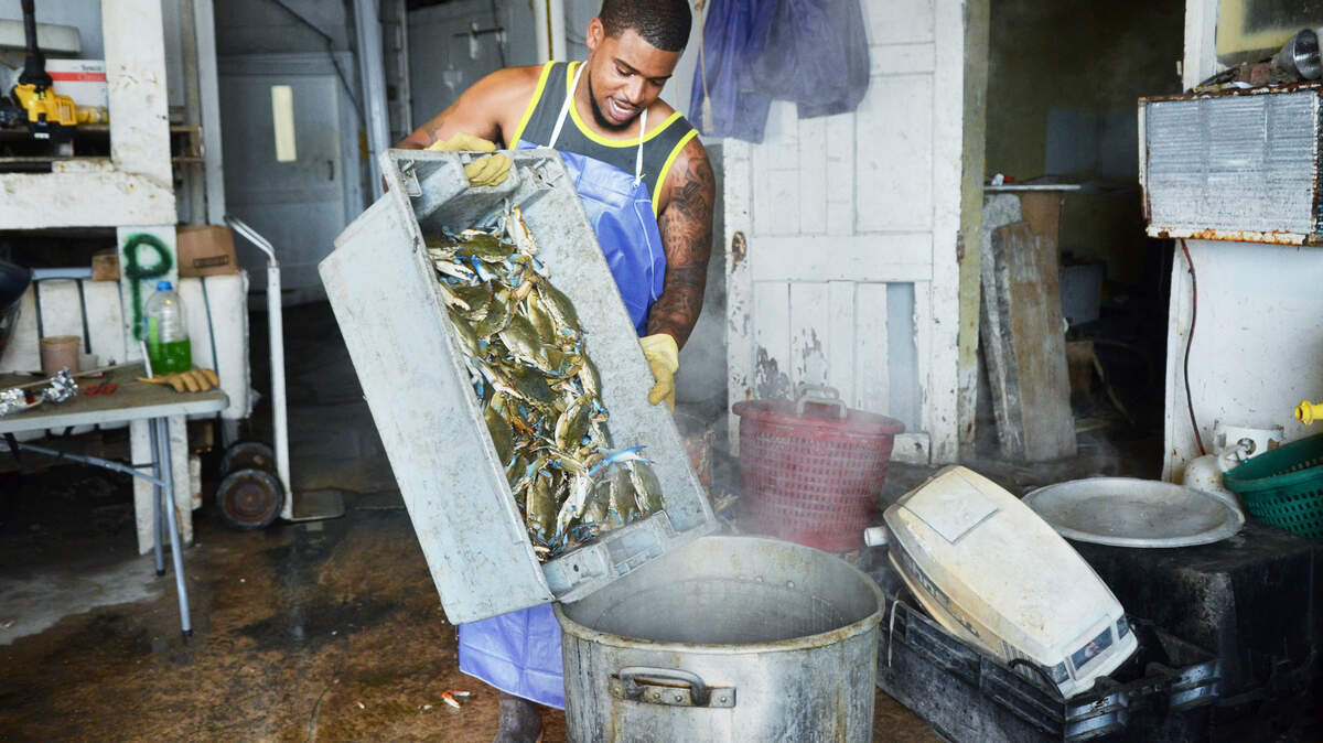 Bluffton Oyster Company employee Tony Gray dumps a tub of just-caught crabs into the steamer on Wednesday. Oyster company owner Larry Toomer said after a slow year up until now, crabs are suddenly plentiful in the May River.