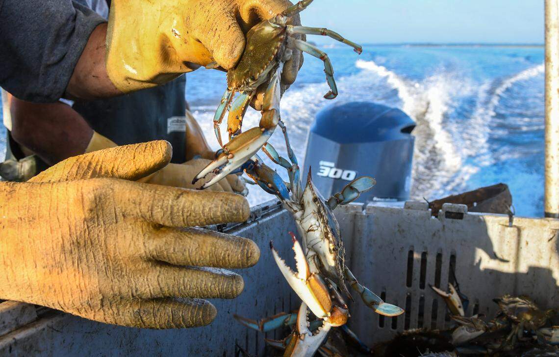 Resembling the popular 1960s children’s game “Barrel of Monkeys,” Lee ‘Lucky’ Alewine begins sorting through blue crabs after the fishermen pulled several crab pots on Sept. 20, 2024 in the waters off St. Helena Island. The brightly colored and aggressive crabs must be at least five inches from across the shell, point to point to be harvested.