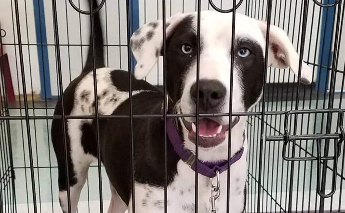 One of the dogs from Bluffton’s Rogue Rescue waits for a trainer in Operation New Hope at the Chatham County Detention Center.