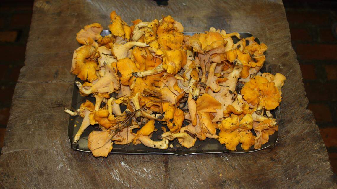Lady's Island resident makes a tasty discovery in her yard