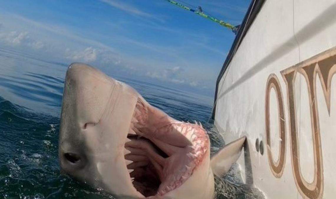 Charter Captain Chip Michalove of Outcast Sport Fishing reeled in and released the first great white sharks of the winter season on Saturday, Dec. 18, 2021, off Hilton Head Island, South Carolina.