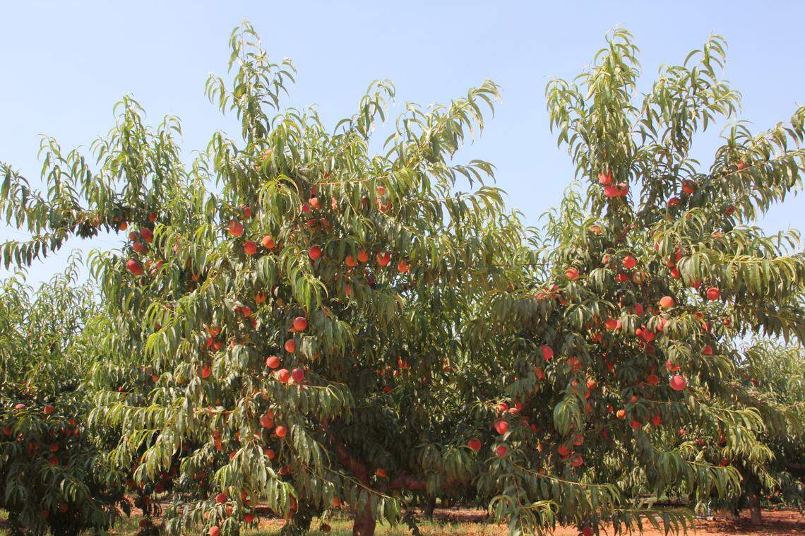 Peach trees are one of the most common trees beginners want to plant, said Mike Parker, an NC State Extension horticulture specialist with fruit tree expertise.