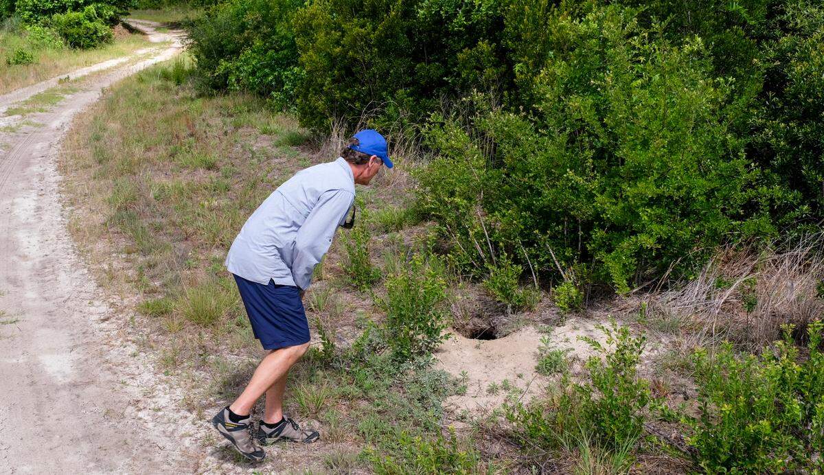 Tony Mills, education director at Spring Island Trust, prepares to investigate a gopher tortoise burrow on June 2, 2021 on the Slater Tract in Jasper County. The Southeast office of the Open Space Institute purchased the rural, Coosawatchie River front land for public use as Beaufort and Jasper counties are experiencing monumental development and growth.