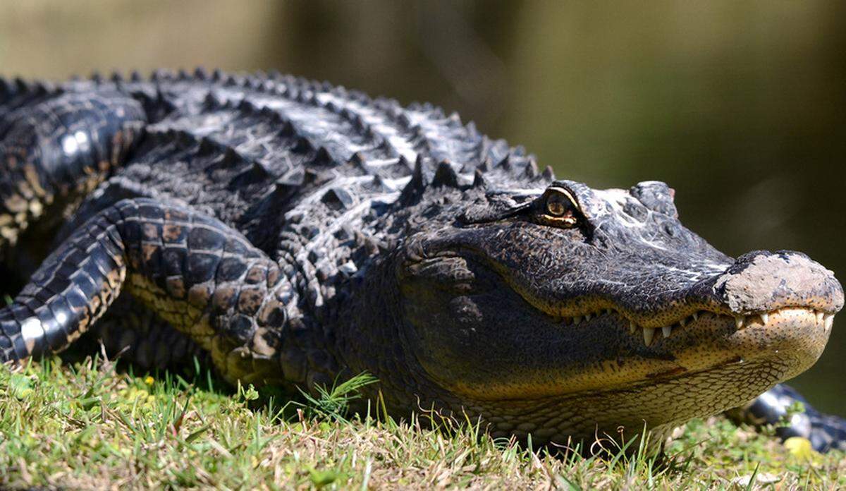 A alligator enjoys some warm sunshine on the shore of a small pond on Lady’s Island Monday afternoon. The alligators were out enjoying some sunlight after a weekend filled with cold and windy weather in the Lowcountry.