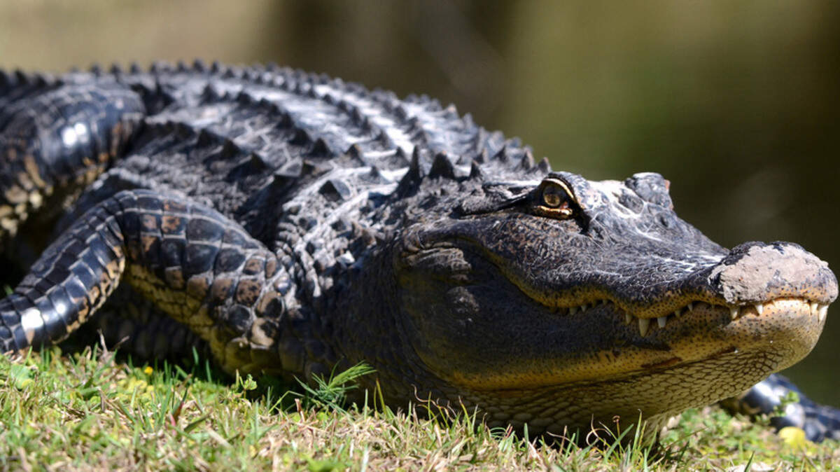 A alligator enjoys some warm sunshine on the shore  of a small pond on Lady's Island Monday afternoon.  The alligators were  out enjoying some sunlight after a weekend filled with cold and windy  weather in the Lowcountry.