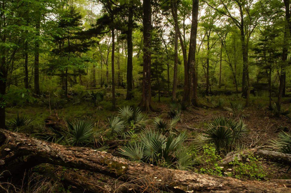 The Open Space Institute purchased a 3,800-acre property in Jasper County for $16 million this week. The land will be preserved and protected for public use.&nbsp;