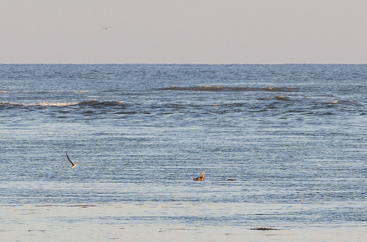 A lone buck makes the swim from Pritchards Island to Fripp Island in mid-September.