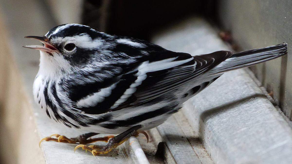Male black and white warbler looks for food near the sliding glass door.