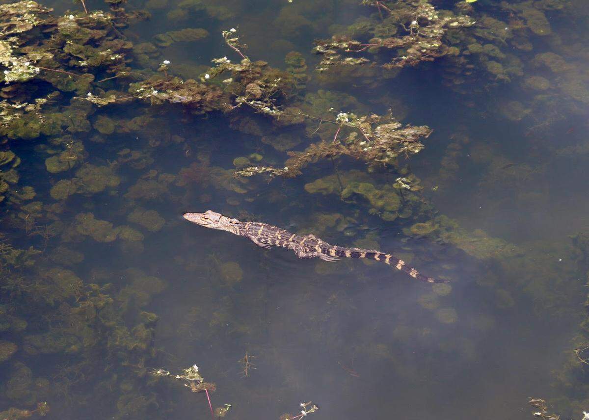 A young alligator cruises along Biggin Creek near Moncks Corner. The old waterway that was once the site of the Santee Canal, the first major engineering undertaking of its kind in South Carolina and in the United States.