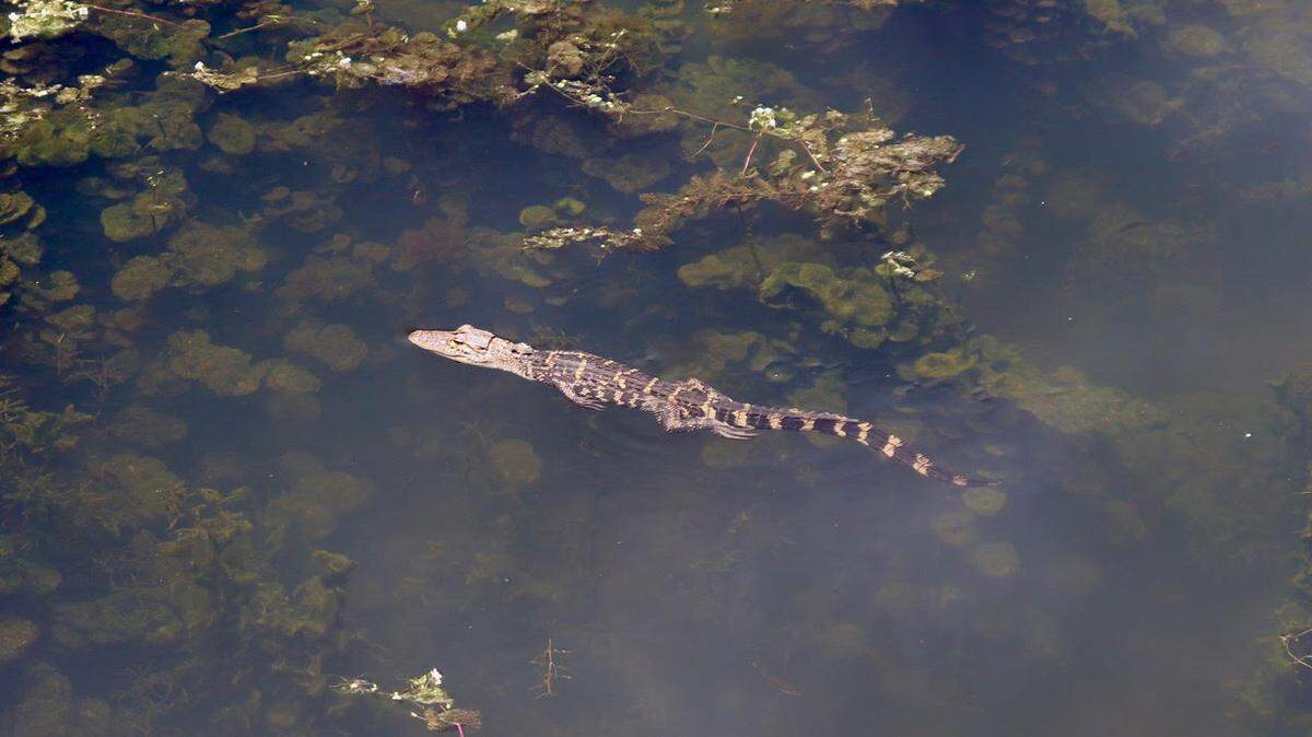 A young alligator cruises along Biggin Creek near Moncks Corner. T