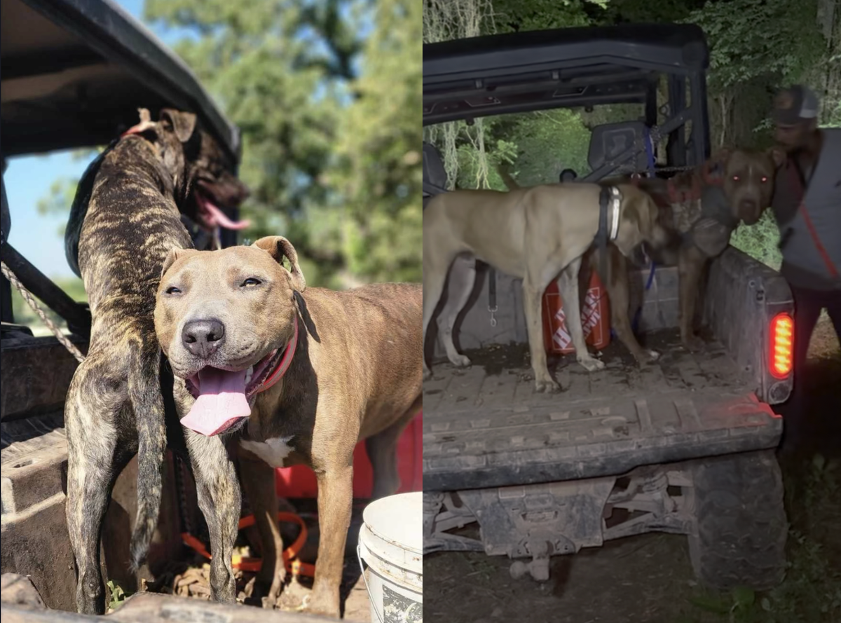 A small number of shelter dogs from Beaufort County are now living and working with hog farmers in southeast Oklahoma, part of an effort to reduce the overcrowding of pit bulls at the county facility.