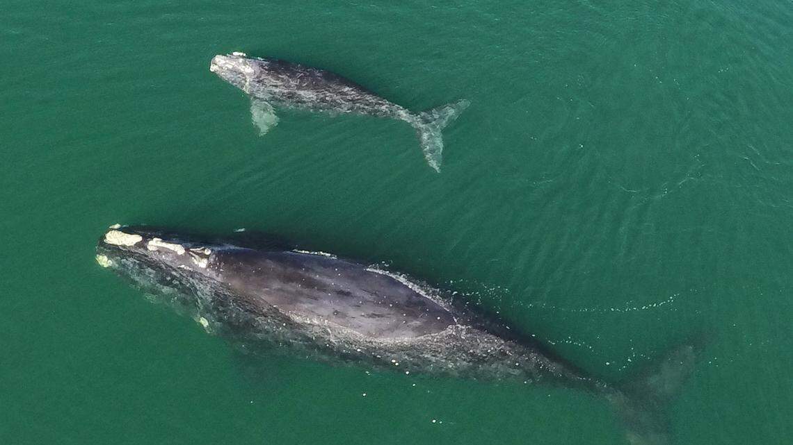 There are 340 North Atlantic right whales left. A small underwater robot could save them