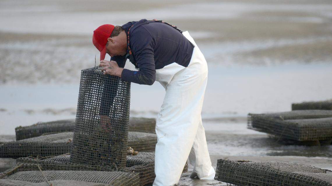 Andrew Carmines, owner of the Shell Ring Oyster Company, checks the oysters in his bags at the location where he is farming local single select oysters in the Port Royal Sound off of Hilton Head Island.