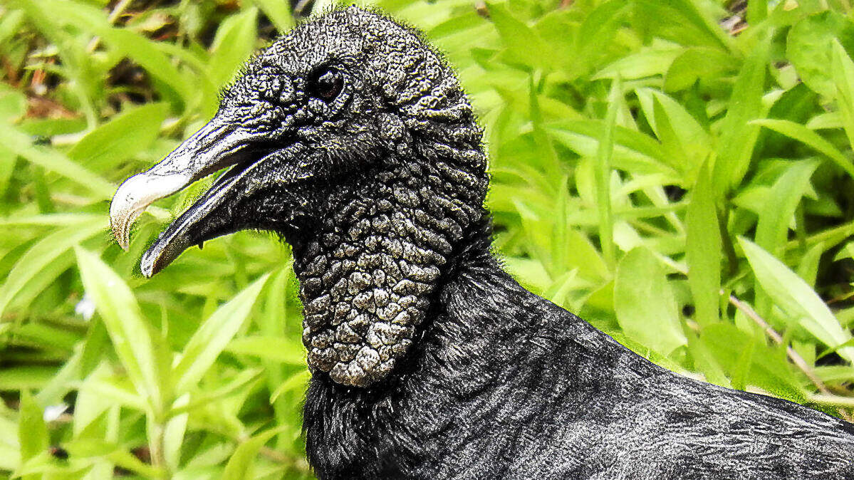 Although Black Vultures have keen vision, they have a much poorer sense of smell and often rely on Turkey Vultures to alert them to the presence of a meal.