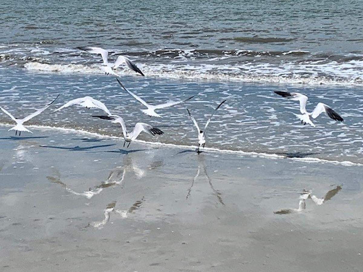 Mike Neal, a resident of TidePoint on Hilton Head Island, took this photo on Coligny Beach. 