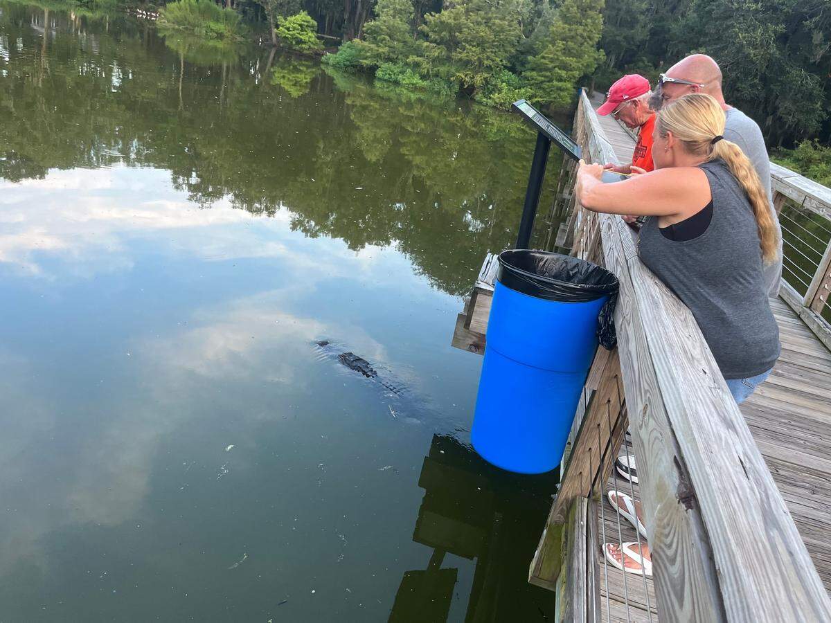 In August, these visitors to Cypress Wetlands in Port Royal were treated to an alligator swimming directly beneath them as they walked along the boardwalk.