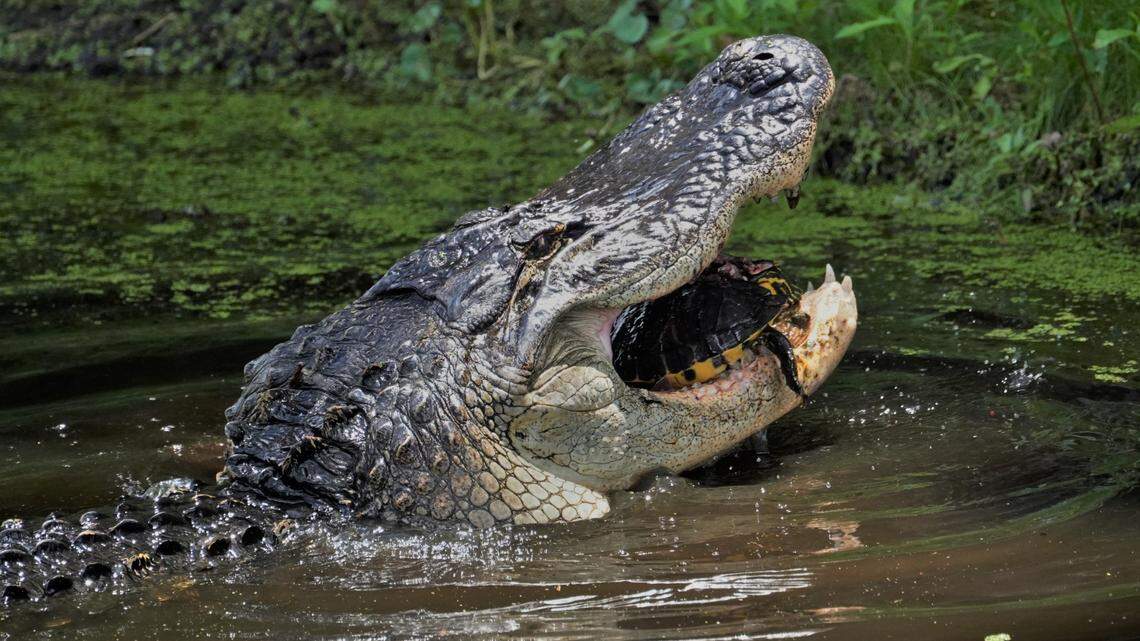 Turtles are on the menu of waking alligators in Port Royal. ‘You’ll never forget the crunch’