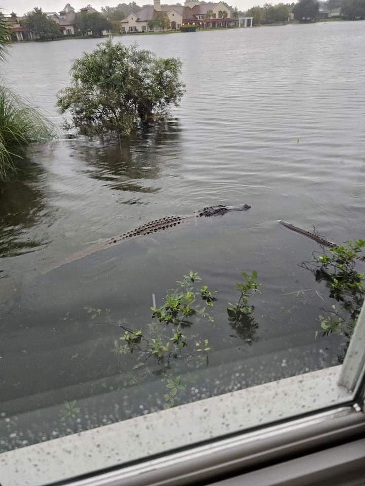 An Alligator swims by a homeowner’s kitchen window in Hampton Lake.
