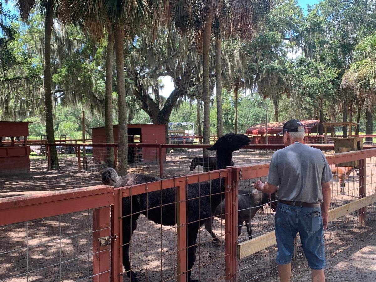 Terry Sutcliffe has around 50 animals on his farm that would need to be moved in the event of a hurricane.