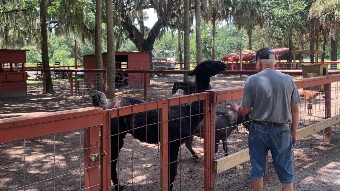 In Beaufort Co., hurricane evacuations will be different for people with livestock. Here’s why