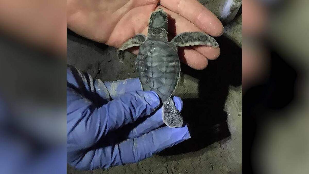 A Green sea turtle hatchling on Hilton Head Island was discovered Sept. 24. It was the fifth ever nest by a Green turtle ever recorded on Hilton Head. SEA TURTLE PATROL OF HILTON HEAD ISLAND Facebook post.
