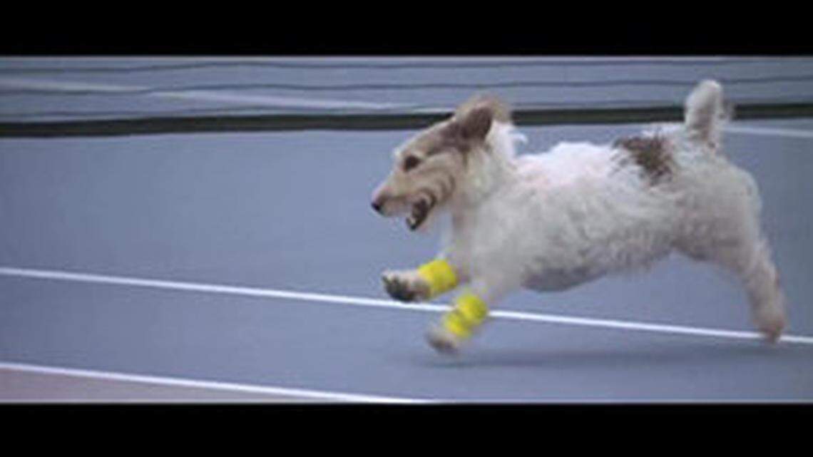 Video: ASB Classic match puts dogs to use as ball boys