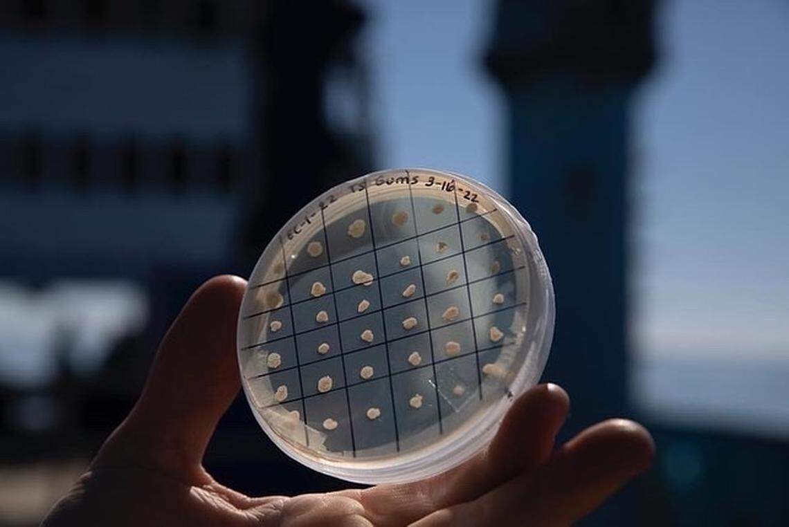 An agar plate filled bacteria sampled from a white shark the OCEARCH team caught and released for research purposes. University of South Carolina - Beaufort students were part of a May 2022 expedition through OCEARCH.