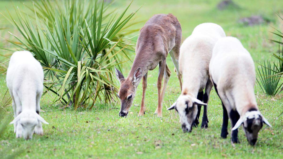 An odd sight for motorists traveling along Hilton Head Island's Squire Pope Road was this deer -- photographed on May 2, 2014 -- that had decided to join the herd of goats as they grazed in a field along the road at the intersection of Gumtree Road.