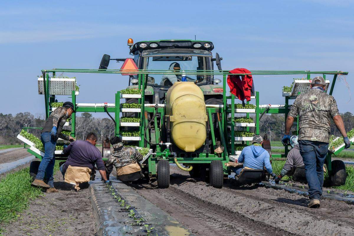 Four men sit in chairs just inches from the field as a tractor, driven by GPS (Global Positioning System), turns a spiked wheel filled with a water/fertilizer combination punches holes in the plastic mulch cover on Feb. 25, 2025, at Coosaw Farms on St. Helena Island. As the tractor advances, the men carefully insert the watermelon seedlings into the moistened holes as supervisors check their work.