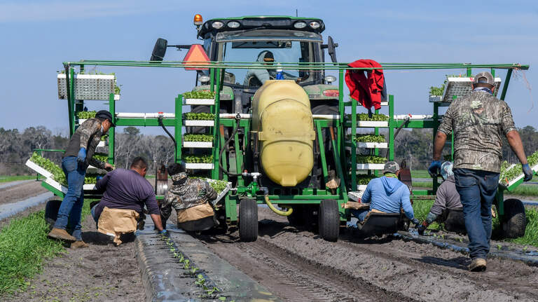 The St. Helena watermelon harvest is months away but for a young farmer: the time is now