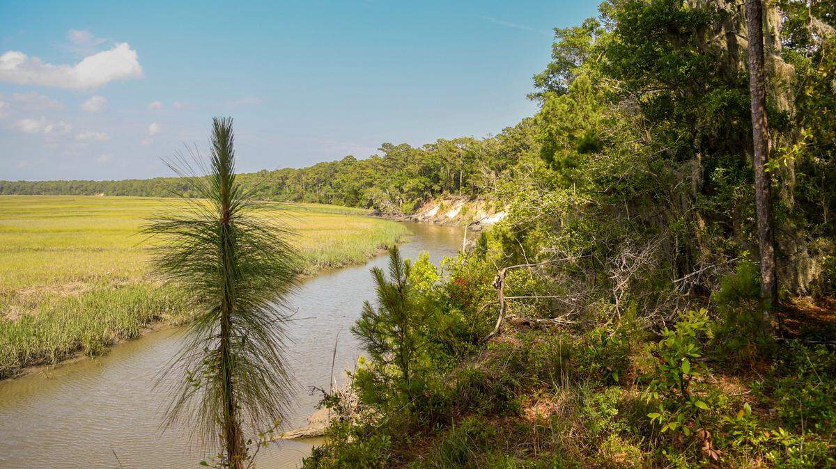 An unspoiled view of the mainland bluff of Pine Island Plantation along Edding Creek on May 23, 2023 where - if developed - either houses and docks would be visible or an 18-hole golf course.