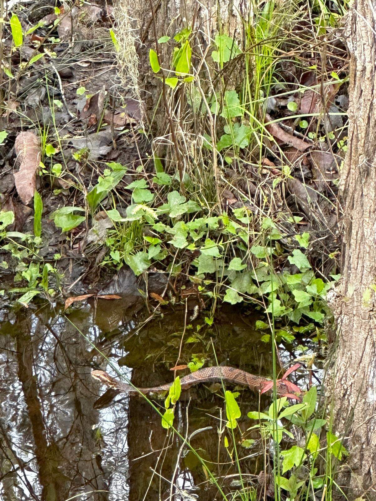 John Helm spotted this northern cottonmouth snake while walking his dog at Hampton Lake in Bluffton.