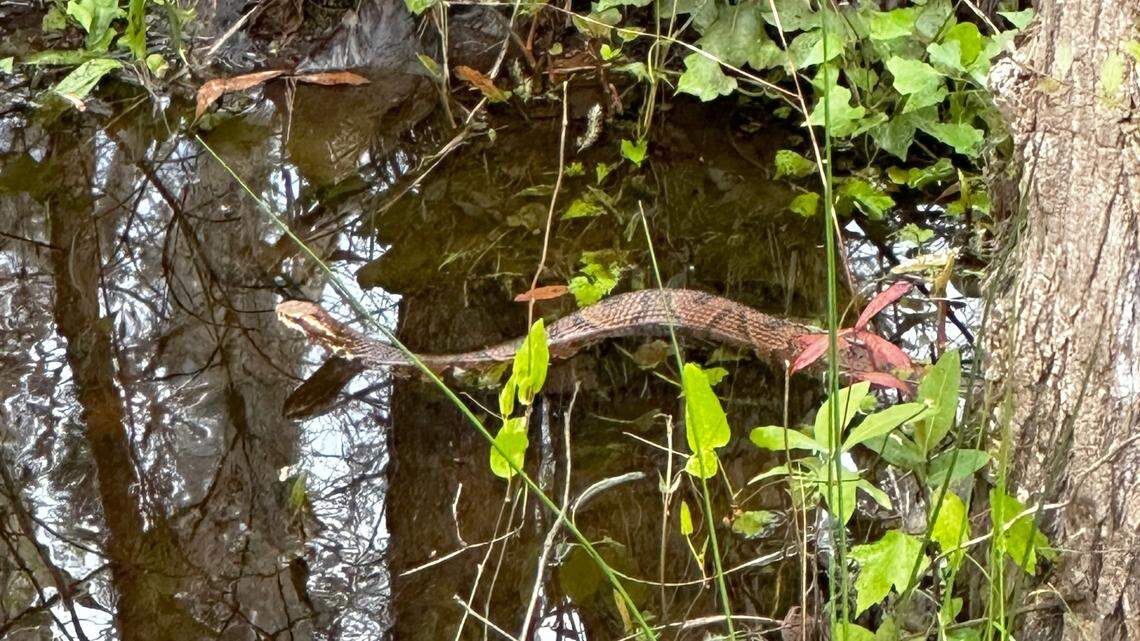 During morning stroll, Bluffton man ran into this venomous creature. ‘Be careful on your walks’