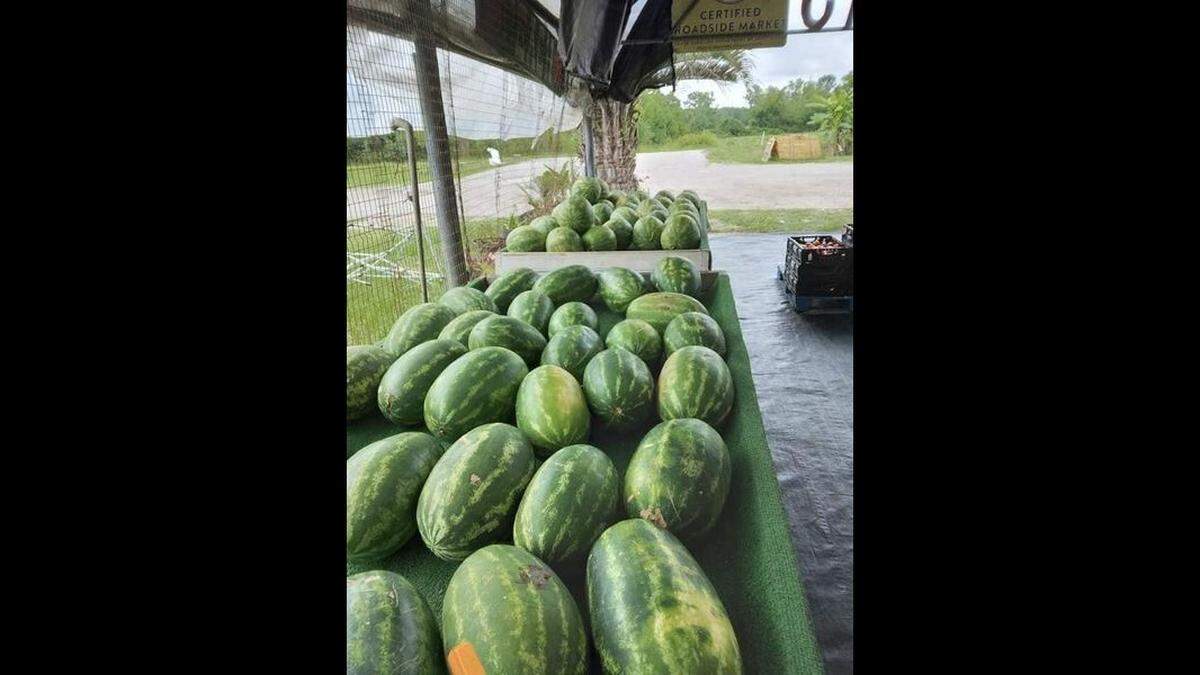 Summer watermelons for sale at Barefoot Farms in June. The fall crop of watermelons on St. Helena Island, in the ground now, were not significantly damaged by Tropical Storm Debby, officials said.