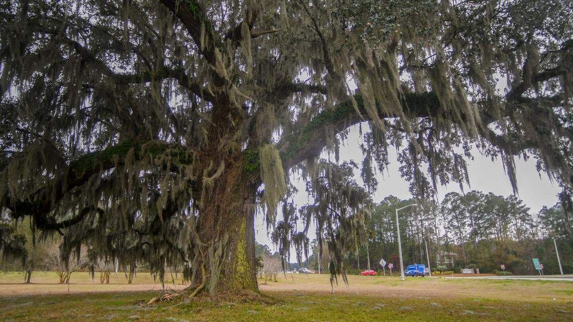 ‘Live oaks don’t have to die’: Iconic Okatie tree to live another day – or forever?