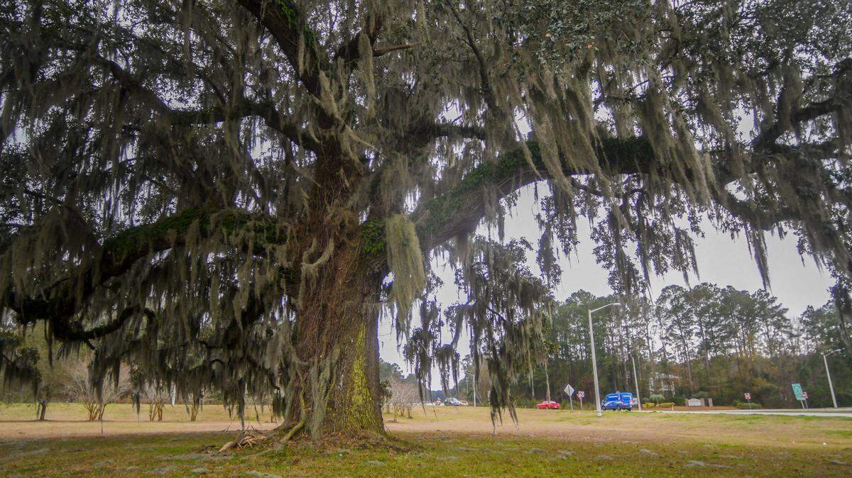 Spanish moss sways in the breeze from a live oak - thought to be 200-years-old - on Wednesday, Feb. 17, 2021 at McGarvey’s Corner, where S.C. 170 and U.S. 278 intersect in Beaufort County. An arborist believes the tree could live forever if the county took steps to protect its root structure.