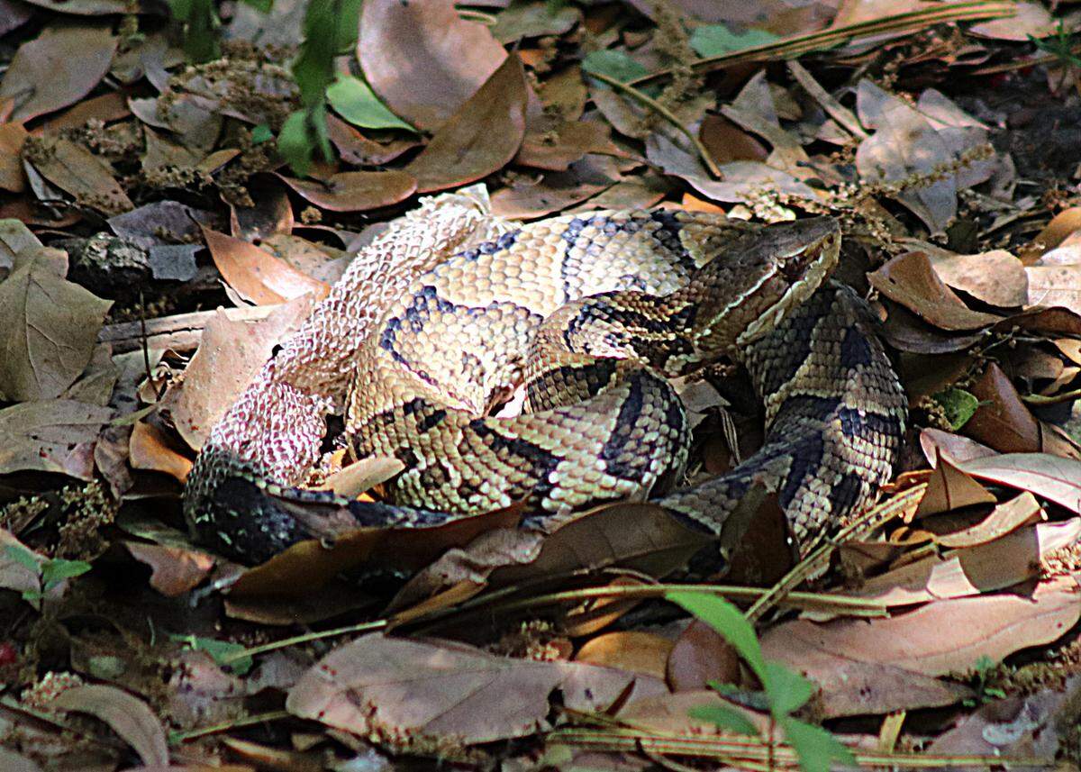 Can you see me? A canebrake or timber rattlesnake seems to disappear as it sits in a silent coil among leaves in its open air holding pen at The Serpentarium on Edisto Island.