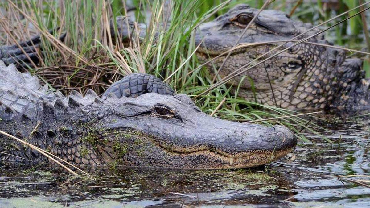 Alligators are big, strong predators in the South Carolina Lowcountry