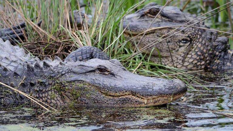 When will alligators return to the SC Lowcountry? Sooner than you may think