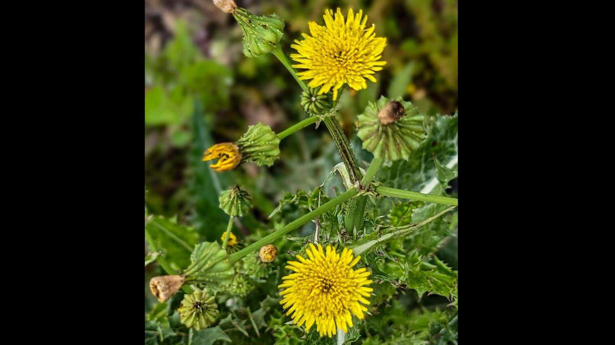 Sow thistles look like scraggly dandelions with spiny leaves.