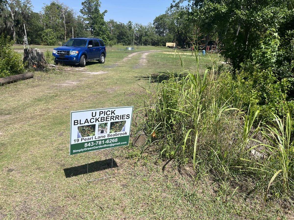 It’s the season to pick blackberries at Simply Green Farm in Seabrook.