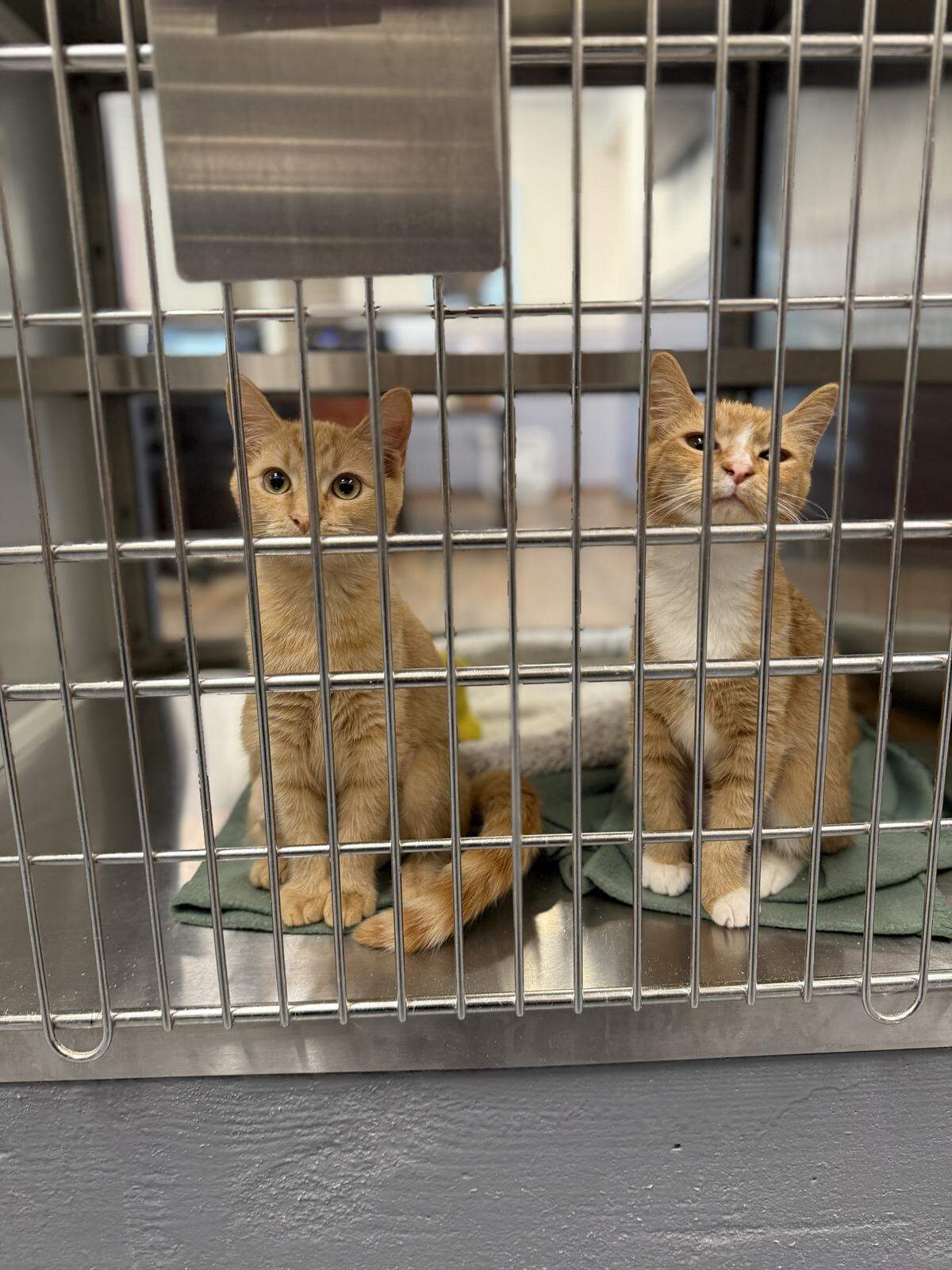 Shelter cats from Hilton Head Humane that were transported to Ohio in preparation for Hurricane Imelda that was initially anticipated to impact the Lowcountry in September 2025.