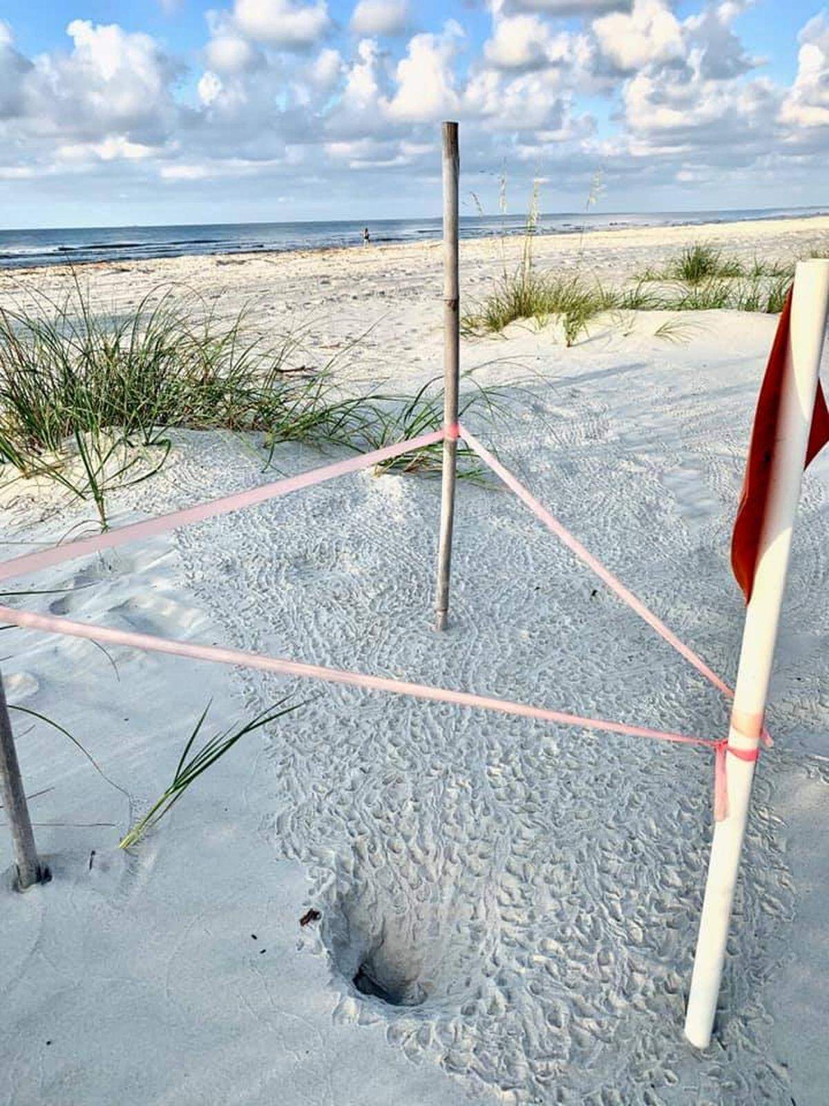 Hundreds of tracks lead to the ocean from a sea turtle nest on Hilton Head Island photographed on July 16. The hatchlings were the first of the season on Hilton Head.
