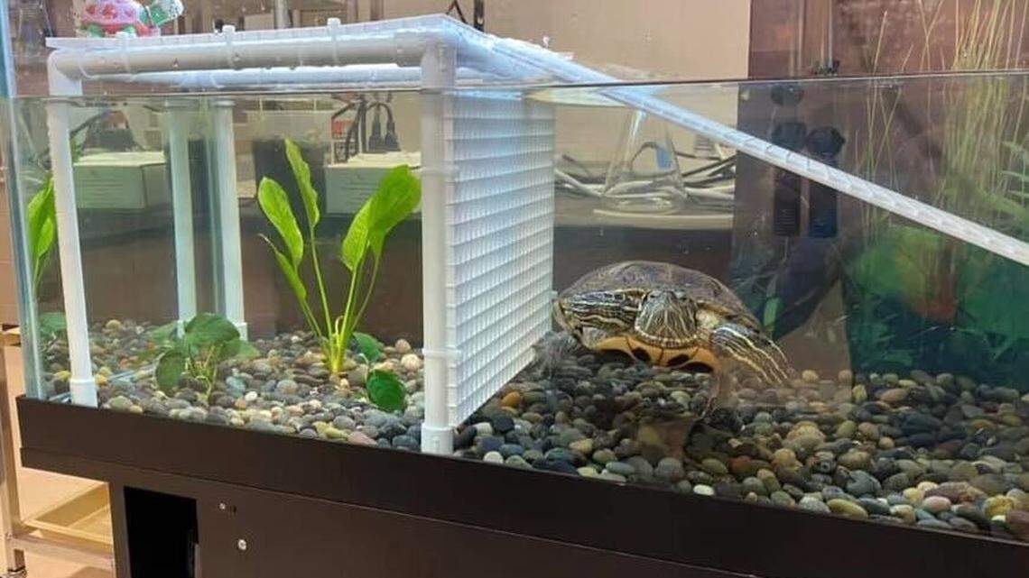 Classroom turtle ‘Ms. Chompers’ allegedly tortured at Beaufort school. Custodian arrested