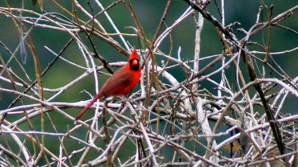 Cardinals sing a sweet song but are fierce fighters. Get to know NC’s state bird