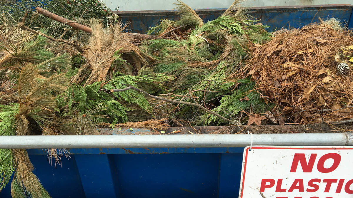 Discarded Christmas trees fill a bin at the Beaufort County Convenience in Bluffton on Dec. 31, 2015.
